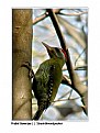 Picture Title - streakthwoodpecker