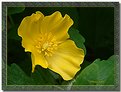 Picture Title - Yellow Poppy