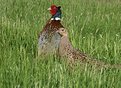 Picture Title - A brace of Pheasants