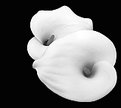 Picture Title - Black and White Flower