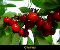 Picture Title - Cherries