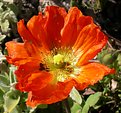 Picture Title - Bright Poppy...