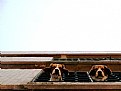 Picture Title - perros en el balcon