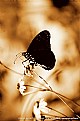 Picture Title - Chocolate Butterfly