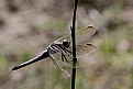 Picture Title - dragon fly 2