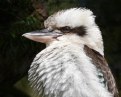 Picture Title - Kookaburra