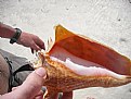 Picture Title - Conch Shell