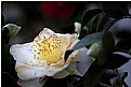 Picture Title - Spring 2009 - Past Prime White Camellia 