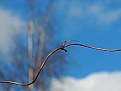 Picture Title - twig painting