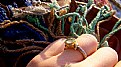 Picture Title - my emerald ring....