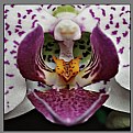 Picture Title - Orchid