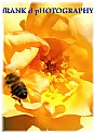 Picture Title - Honey Bee