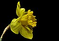 Picture Title - more daff