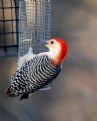 Picture Title - woodpecker