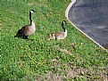 Picture Title - geese family
