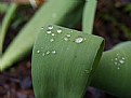 Picture Title - Drops