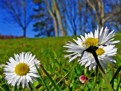 Picture Title - Tiny Daisies