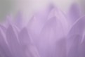 Picture Title - Lavender Dreams