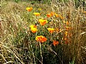 Picture Title - Poppies