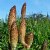 Field Horsetails