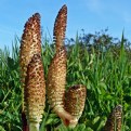 Picture Title - Field Horsetails