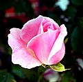 Picture Title - Rosebud