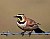 Horned Lark