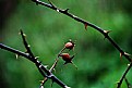 Picture Title - dying hawthorn