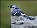 Picture Title - Blue Jay