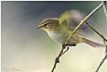 Picture Title - Sö&#287;ütbülbülü / Phylloscopus trochilus / Willow Warbler