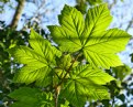 Picture Title - Spring Leaves