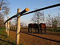 Picture Title - Horses - nice day