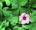 Picture Title - Pink Dot  on Green