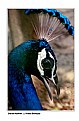 Picture Title - Indian Peafowl