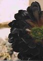 Picture Title - Black Flower