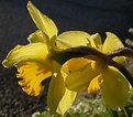 Picture Title - Droopy Daffies...