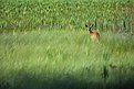 Picture Title - Whitetail Doe in Grasses