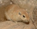 Picture Title - Desert mouse.