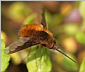 Picture Title - Bombylius major