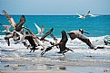 Picture Title - Pelicans