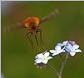 Picture Title - Bombylius major (3)