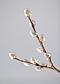 Picture Title - catkins 