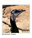 Picture Title - Indian Peafowl