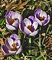 Picture Title - STRIATED CROCUS