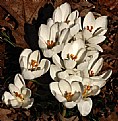 Picture Title - WHITE CROCUS