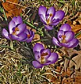 Picture Title - BLUE  CROCUS