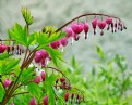 Picture Title - Bleeding Hearts