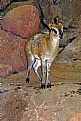 Picture Title - Klipspringer