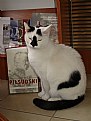 Picture Title - Docent - the book store cat