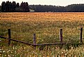 Picture Title - fields